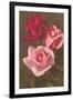 Red and Pink Roses-null-Framed Art Print