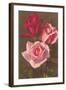 Red and Pink Roses-null-Framed Art Print