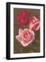 Red and Pink Roses-null-Framed Art Print