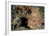 Red and Pink Striated Frogfish with Large Appendages, Lembeh Strait, Indonesia-null-Framed Photographic Print