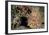 Red and Pink Striated Frogfish with Large Appendages, Lembeh Strait, Indonesia-null-Framed Photographic Print