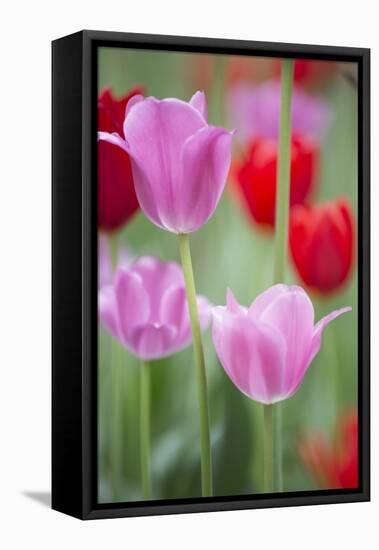 Red and Pink Tulips, Cantigny Park, Wheaton, Illinois-Richard and Susan Day-Framed Stretched Canvas