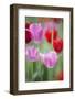 Red and Pink Tulips, Cantigny Park, Wheaton, Illinois-Richard and Susan Day-Framed Photographic Print