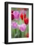 Red and Pink Tulips, Cantigny Park, Wheaton, Illinois-Richard and Susan Day-Framed Photographic Print