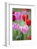 Red and Pink Tulips, Cantigny Park, Wheaton, Illinois-Richard and Susan Day-Framed Photographic Print