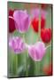 Red and Pink Tulips, Cantigny Park, Wheaton, Illinois-Richard and Susan Day-Mounted Photographic Print