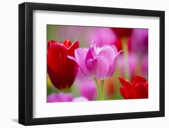 Red and Pink Tulips, Cantigny Park, Wheaton, Illinois-Richard and Susan Day-Framed Photographic Print