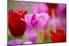 Red and Pink Tulips, Cantigny Park, Wheaton, Illinois-Richard and Susan Day-Mounted Photographic Print