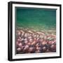 Red and Rose Cooling, 2012-Lincoln Seligman-Framed Giclee Print