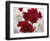 Red and White Amaryllis, 2008-Christopher Ryland-Framed Giclee Print