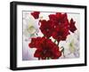 Red and White Amaryllis, 2008-Christopher Ryland-Framed Giclee Print