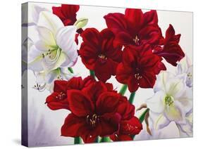 Red and White Amaryllis, 2008-Christopher Ryland-Stretched Canvas