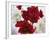 Red and White Amaryllis, 2008-Christopher Ryland-Framed Giclee Print