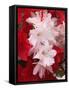 Red and White Azaleas, Townsend, Tennessee, USA-Adam Jones-Framed Stretched Canvas