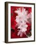 Red and White Azaleas, Townsend, Tennessee, USA-Adam Jones-Framed Photographic Print