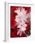 Red and White Azaleas, Townsend, Tennessee, USA-Adam Jones-Framed Photographic Print