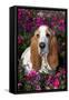 Red and White Basset Hound in Pink Petunias, Geneva, Illinois, USA-Lynn M^ Stone-Framed Stretched Canvas