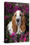 Red and White Basset Hound in Pink Petunias, Geneva, Illinois, USA-Lynn M^ Stone-Stretched Canvas