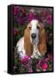 Red and White Basset Hound in Pink Petunias, Geneva, Illinois, USA-Lynn M^ Stone-Framed Stretched Canvas