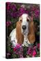 Red and White Basset Hound in Pink Petunias, Geneva, Illinois, USA-Lynn M^ Stone-Stretched Canvas