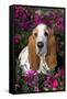 Red and White Basset Hound in Pink Petunias, Geneva, Illinois, USA-Lynn M^ Stone-Framed Stretched Canvas