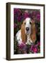 Red and White Basset Hound in Pink Petunias, Geneva, Illinois, USA-Lynn M^ Stone-Framed Photographic Print