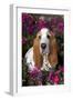 Red and White Basset Hound in Pink Petunias, Geneva, Illinois, USA-Lynn M^ Stone-Framed Photographic Print