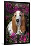 Red and White Basset Hound in Pink Petunias, Geneva, Illinois, USA-Lynn M^ Stone-Framed Photographic Print