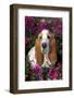 Red and White Basset Hound in Pink Petunias, Geneva, Illinois, USA-Lynn M^ Stone-Framed Photographic Print