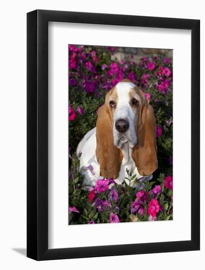 Red and White Basset Hound in Pink Petunias, Geneva, Illinois, USA-Lynn M^ Stone-Framed Photographic Print