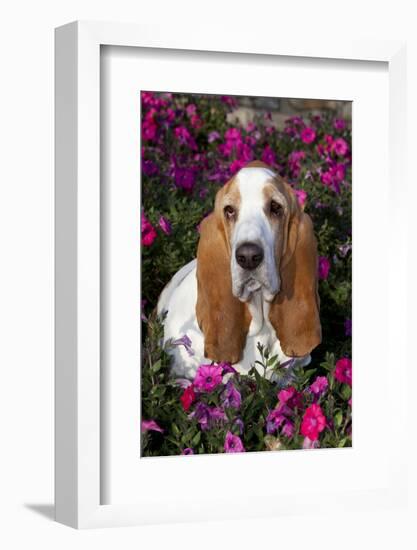 Red and White Basset Hound in Pink Petunias, Geneva, Illinois, USA-Lynn M^ Stone-Framed Photographic Print