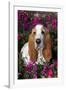 Red and White Basset Hound in Pink Petunias, Geneva, Illinois, USA-Lynn M^ Stone-Framed Photographic Print