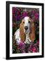 Red and White Basset Hound in Pink Petunias, Geneva, Illinois, USA-Lynn M^ Stone-Framed Photographic Print