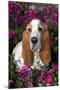 Red and White Basset Hound in Pink Petunias, Geneva, Illinois, USA-Lynn M^ Stone-Mounted Photographic Print