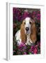 Red and White Basset Hound in Pink Petunias, Geneva, Illinois, USA-Lynn M^ Stone-Framed Photographic Print