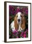 Red and White Basset Hound in Pink Petunias, Geneva, Illinois, USA-Lynn M^ Stone-Framed Photographic Print