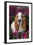 Red and White Basset Hound in Pink Petunias, Geneva, Illinois, USA-Lynn M^ Stone-Framed Photographic Print