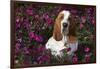 Red and White Basset Hound in Pink Petunias, Geneva, Illinois, USA-Lynn M^ Stone-Framed Photographic Print
