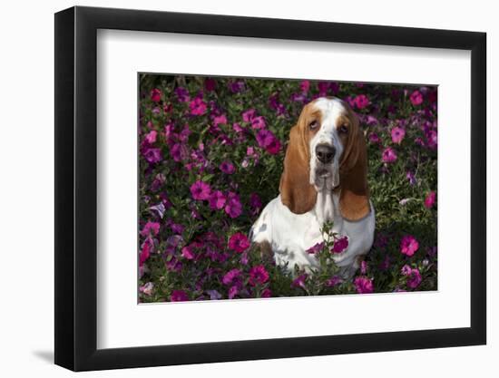 Red and White Basset Hound in Pink Petunias, Geneva, Illinois, USA-Lynn M^ Stone-Framed Photographic Print