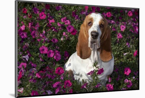 Red and White Basset Hound in Pink Petunias, Geneva, Illinois, USA-Lynn M^ Stone-Mounted Photographic Print