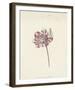 Red and White Flower, c. 1600-1699-Anna Cornelia Moda-Framed Art Print