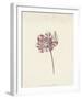 Red and White Flower, c. 1600-1699-Anna Cornelia Moda-Framed Art Print