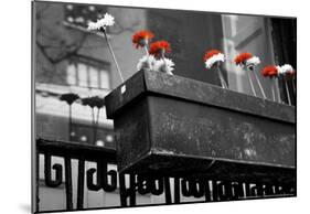 Red and White Flowers in Planter-null-Mounted Poster