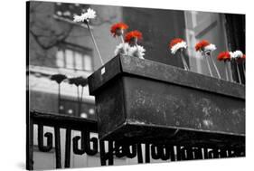 Red and White Flowers in Planter-null-Stretched Canvas