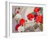 Red and White Geraniums-Richard E. Clarke-Framed Giclee Print