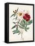 Red and White Herbaceous Paeonies, 1829 (W/C with Some Bodycolour on Vellum)-Louise D'Orleans-Framed Stretched Canvas