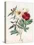 Red and White Herbaceous Paeonies, 1829 (W/C with Some Bodycolour on Vellum)-Louise D'Orleans-Stretched Canvas