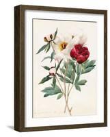 Red and White Herbaceous Paeonies, 1829 (W/C with Some Bodycolour on Vellum)-Louise D'Orleans-Framed Giclee Print