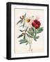 Red and White Herbaceous Paeonies, 1829 (W/C with Some Bodycolour on Vellum)-Louise D'Orleans-Framed Giclee Print