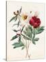 Red and White Herbaceous Paeonies, 1829 (W/C with Some Bodycolour on Vellum)-Louise D'Orleans-Stretched Canvas